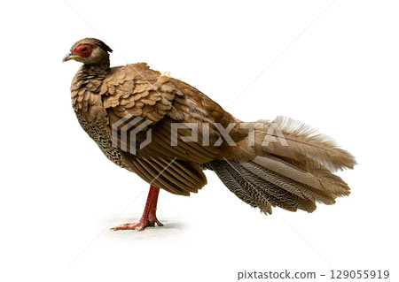 Female Silver Pheasant with elegant brown feathers and subtle tail pattern. 129055919