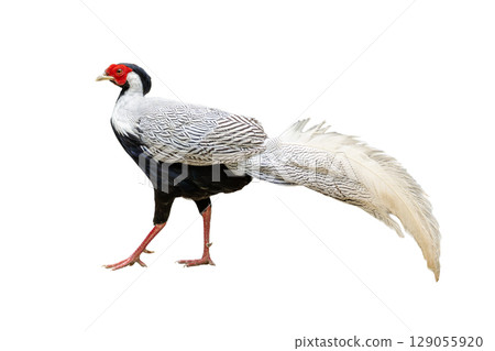 Silver Pheasant with striking black-and-white plumage and long elegant tail. 129055920