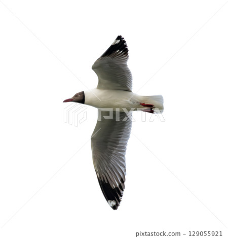 Black-headed Gull soaring gracefully with wings fully spread in mid-flight. Black-headed Gull soaring gracefully with wings fully spread in mid-flight. 129055921