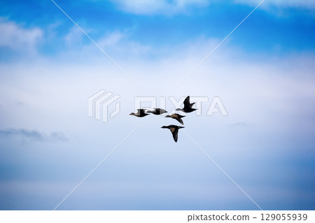 Ducks black scoter (Melanitta nigra) Ducks black scoter (Melanitta nigra) 129055939