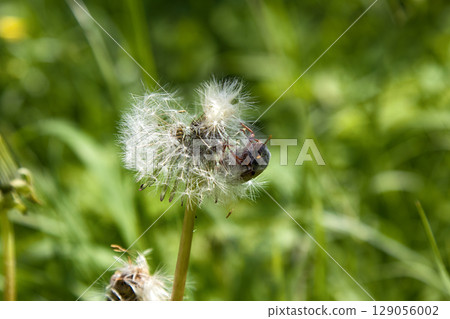 Beetle on dandelion summer. 129056002