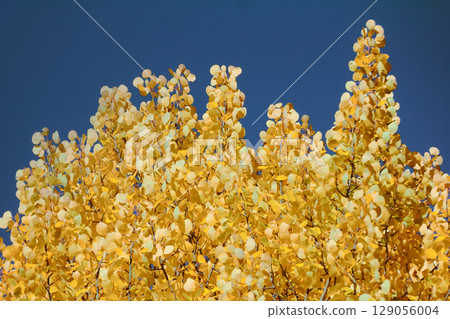 Autumn yellow foliage. Aspen leaves like gold coins Autumn yellow foliage. Aspen leaves like gold coins 129056004