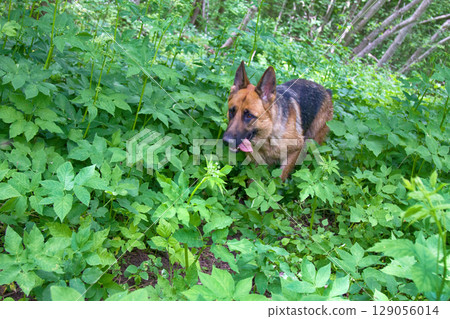 German Shepherd dog on forest German Shepherd dog on forest 129056014