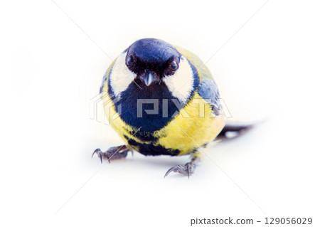 Great tit on white background Great tit on white background 129056029