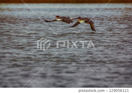 Common merganser (females) flying over water. Common merganser (females) flying over water. 129056121