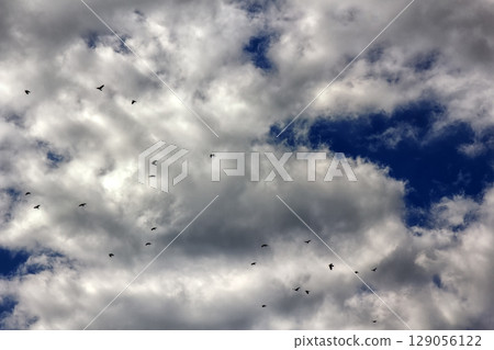 ravens in the sky autumn grey gloomy mood ravens in the sky autumn grey gloomy mood 129056122