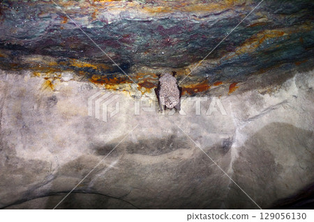 Bats as inhabitants of caves and dungeons. 129056130