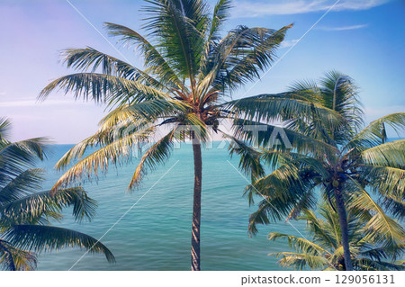 tropical beach palm 129056131