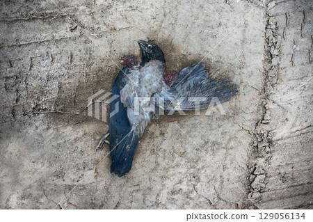 Dead (down) hooded crow 129056134