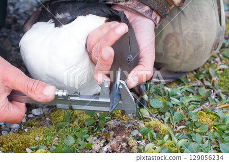 Field scientific research. Ornithology Field scientific research. Ornithology 129056234