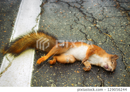 Adult squirrel hit by car on paved forest highway. 129056244