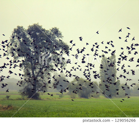 Big flocks of starlings before sleepover concentrated in dense flocks 129056266