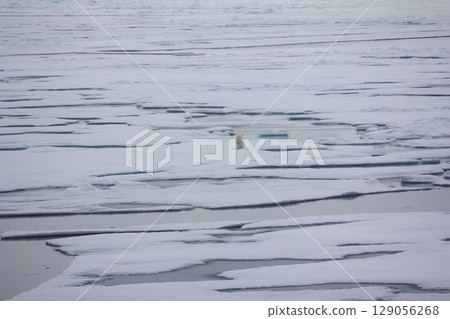 Polar bear goes into the expanses of the Arctic ocean Polar bear goes into the expanses of the Arctic ocean 129056268