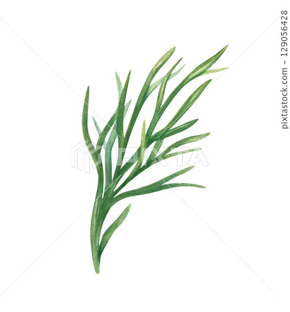 fresh green dill sprig watercolor floral illustration isolated background. Fresh greenery. Garden aromatic herbs for cooking and beauty industry. Seasoning plants for recipe, food packaging, cookbook. fresh green dill sprig watercolor floral illustration isolated background. Fresh greenery. Garden aromatic herbs for cooking and beauty industry. Seasoning plants for recipe, food packaging, cookbook. 129056428