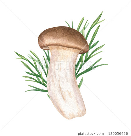Whole King oyster mushroom eryngii with fresh dill sprig watercolor illustration isolated on white background. Hand painted eringii and aromatic herbs Asian cuisine. Vegan and vegetarian healthy food. 129056436