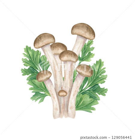 Fresh shimeji mushrooms with green mitsuba leaves watercolor illustration isolated on white background. Hand painted honey fungus and aromatic Japanese parsley. Vegan and vegetarian Asian cuisine Fresh shimeji mushrooms with green mitsuba leaves watercolor illustration isolated on white background. Hand painted honey fungus and aromatic Japanese parsley. Vegan and vegetarian Asian cuisine 129056441