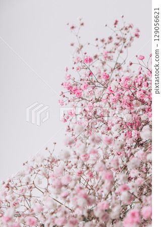 delicate pink gypsophila flowers blooming against soft background during daytime. vertical. closeup. delicate pink gypsophila flowers blooming against soft background during daytime. vertical. closeup. 129056621