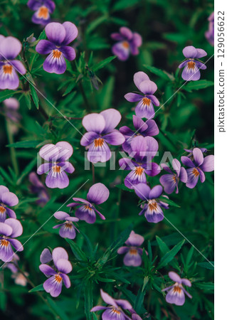 vibrant purple flowers Viola cornuta in bloom among lush green foliage, nature beauty in garden. 129056622