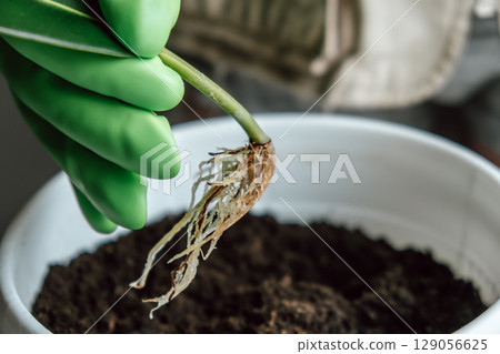planting young seedling with developing roots in pot filled with rich soil in home garden. closeup. 129056625