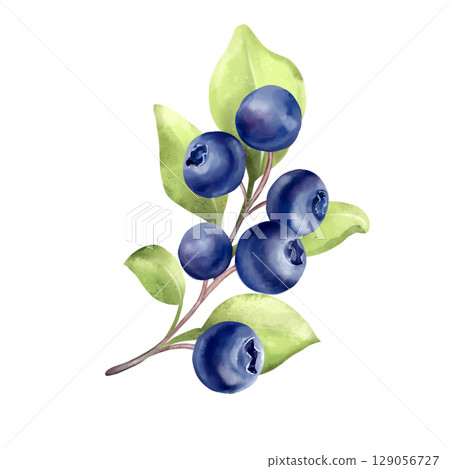 Blueberry Branches Illustration. Berries and Leaves. Blueberry Branches Illustration. Berries and Leaves. 129056727