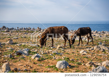 Two donkeys stand among rocky terrain with small stone cairns at the northeasternmost point of Cyprus. The image represents wildlife, travel, and the unique landscape of the Karpas Peninsula Two donkeys stand among rocky terrain with small stone cairns at the northeasternmost point of Cyprus. The image represents wildlife, travel, and the unique landscape of the Karpas Peninsula 129056754