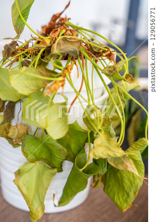 Close up view of dry and withered houseplants in a home environment after a long absence. Missed care, neglected greenery, and the fragile nature of indoor life. Close up view of dry and withered houseplants in a home environment after a long absence. Missed care, neglected greenery, and the fragile nature of indoor life. 129056771