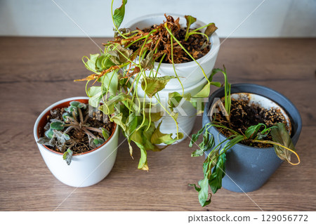 Top view of dry and withered houseplants in a home environment after a long absence. Missed care, neglected greenery, and the fragile nature of indoor life. Top view of dry and withered houseplants in a home environment after a long absence. Missed care, neglected greenery, and the fragile nature of indoor life. 129056772
