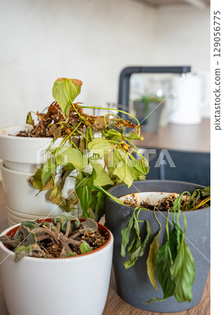 Dry and withered houseplants in a home environment after a long absence. Missed care, neglected greenery, and the fragile nature of indoor life. Dry and withered houseplants in a home environment after a long absence. Missed care, neglected greenery, and the fragile nature of indoor life. 129056775