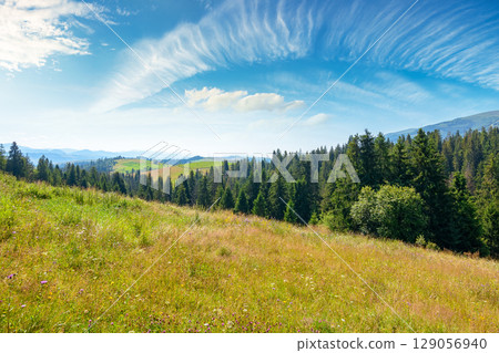 mountain landscape with fir forest on the hill in summer. hiking through beautiful nature scenery of ukraine alpine countryside. scenic view of carpathians under blue sky with clouds on a sunny day 129056940