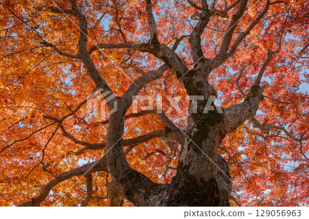 Red maple trees 129056963