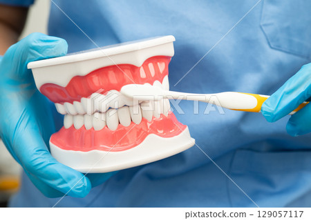 Doctor clean teeth denture with toothbrush for teach patient and dentist studying about dentistry. 129057117