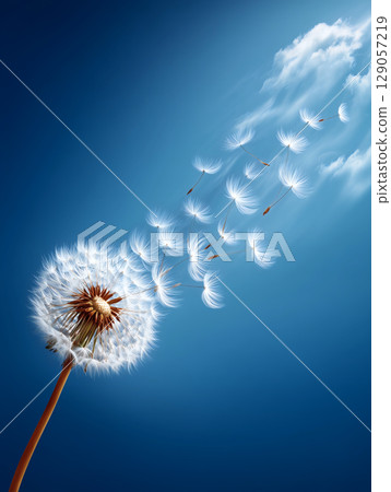 Dandelions flying under the blue sky 129057219
