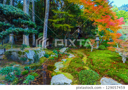 The garden of Chikurin-in Temple, decorated with autumn leaves 129057459
