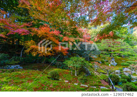 The garden of Chikurin-in Temple, decorated with autumn leaves 129057462