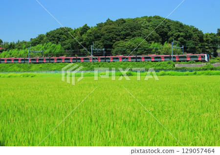 A Toei 5500 series train travels on the Keisei Line in midsummer, with the summer sky and dazzling greenery. A Toei 5500 series train travels on the Keisei Line in midsummer, with the summer sky and dazzling greenery. 129057464