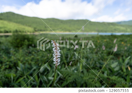 野反湖畔盛開的美麗的伊吹虎尾蘭 野反湖畔盛開的美麗的伊吹虎尾蘭 129057555
