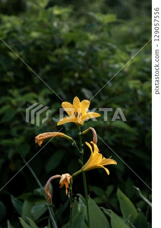 Day lily flowers blooming at Lake Nozori 129057556