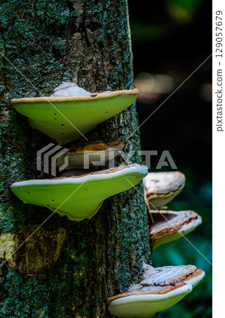 佐治之志 佐治之志 129057679