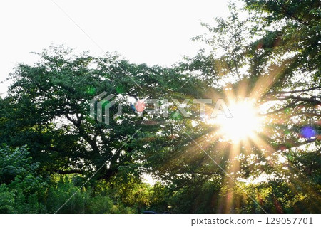 Summer sunshine: hope shining through the trees Summer sunshine: hope shining through the trees 129057701