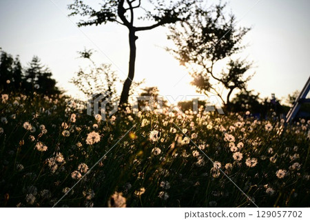Dandelion fluff shining in the setting sun 129057702