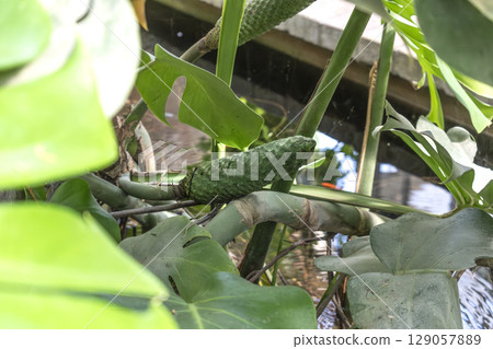 Monstera deliciosa, false philodendron with delicious fruit, plant of the araceae family, native to mexico and guatemala Monstera deliciosa, false philodendron with delicious fruit, plant of the araceae family, native to mexico and guatemala 129057889