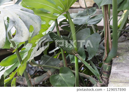 Monstera deliciosa, false philodendron with delicious fruit, plant of the araceae family, native to mexico and guatemala Monstera deliciosa, false philodendron with delicious fruit, plant of the araceae family, native to mexico and guatemala 129057890