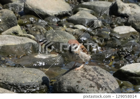 Sparrow 129058014