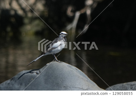 cute wagtail 129058055
