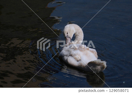 Swan 129058071