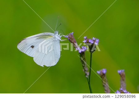 White cabbage butterfly nestling in the greenery 129058096