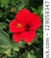 Close up of red hibiscus flowers 129058347