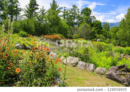 Fujimi Kogen Resort rock garden in full bloom Fujimi Kogen Resort rock garden in full bloom 129058935