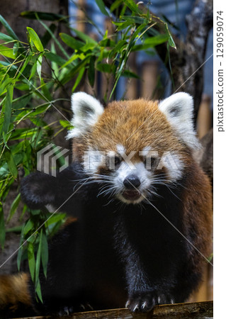 Lesser panda 129059074