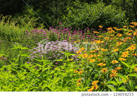 Fujimi Kogen Resort rock garden in full bloom Fujimi Kogen Resort rock garden in full bloom 129059255